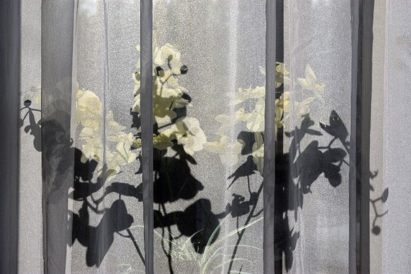 Firanki w oknach, czy warto je mieć?