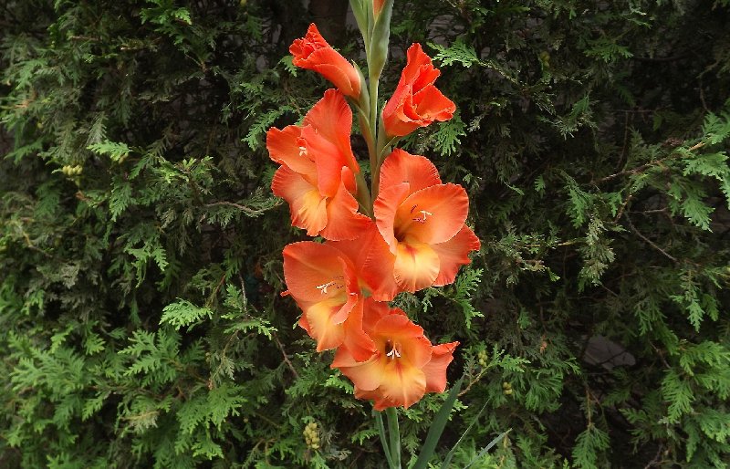 Jak właściwie postępować z cebulkami mieczyków?